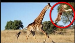 Hươu cao cổ bất ngờ tung cước khiến sư tử ngã dập mặt, co chân chạy trối chết